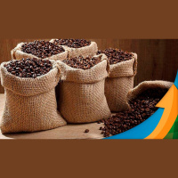 Safra de 2024 de café do Brasil será realmente positiva como precifica o mercado? Pesquisador explica como El Niño traz riscos com temperaturas elevad