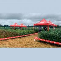 Atraso no plantio da soja fez aumentar casos de ferrugem asiática no Paraná. Pesquisadores também alertam para ataque de percevejo barriga verde no mi