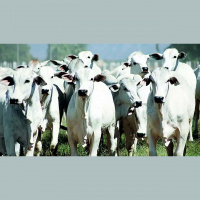 Anos de descarte de fêmeas costumam ter meses de janeiro com altas mais tímidas do que em anos de retenção, analisa HN Agro