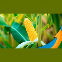 Perdizes/MG começa a colher o milho e se prepara para sorgo e trigo com projeção de empatar nos custos de produção