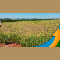 Colheita da soja começa com perdas de 35% e assusta produtores de Palotina/PR