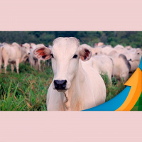 Sem perspectiva de altas explosivas para a arroba bovina, pecuarista deve olhar com atenção para ferramentas de proteção, diz especialista