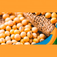 Brasil registra bons volumes de negócios com a soja subindo nesta 2ª feira