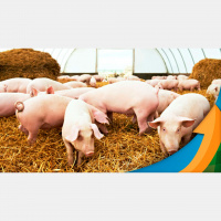 Suinocultura catarinense abre 2023 com dificuldade, e produtor independente tem prejuízo médio de R$ 215,00 por animal vendido