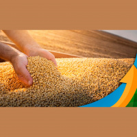 Soja em Chicago encerra em alta com nova mudança nos mapas climáticos nos EUA  no mercado interno, atenção para redução da liquidez nos portos