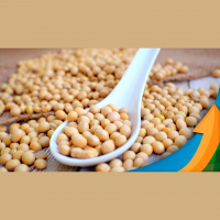 Clima seco para os próximos 10 dias nos EUA e alta forte do óleo de soja deram fôlego para as cotações do grão em Chicago