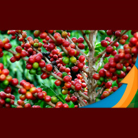 Rabobank: Mercado de café ainda é incerto, mas produtor precisa ficar atento para não perder boas oportunidades ainda no 1º semestre de 2023