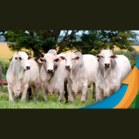 Boi: mercado firme com frigoríficos dispostos a pagar mais pela arroba e carne no atacado valorizada em plena segunda quinzena de mês