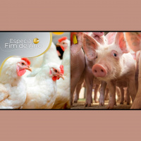 Exportações de carne de frango do Brasil devem bater recorde em 2022 suinocultura celebra abertura de mercado para México e Canadá