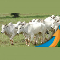 Com menor oferta de animais, mercado do boi inicia reação na arroba tanto no físico quanto no futuro e deve seguir até agosto