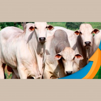 Maior demanda por boi China melhora situação do preço da arroba ans praças que operam com exportação