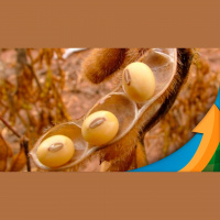 Juros nos EUA retiraram fundos de Chicago e derrubaram preços das commodities soja caiu 2%