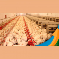 Brasil comemora o Dia Mundial do Frango como o segundo maior produtor mundial da proteína e em primeiro lugar nas exportações