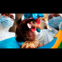 Caso Brasil registre caso de gripe aviária em granjas comerciais, prejuízo pode chegar a R$ 13,5 bilhões, aponta estudo da FGV Agro