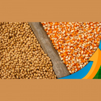 Safra de soja se encerra em Canarana/MT com boa produtividade e garantindo janela positiva para o milho