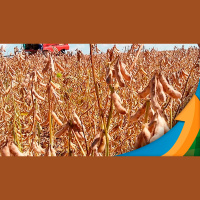 Divergência entre chuvas projetadas e realizadas deixam mercado da soja em Chicago mais conservador e com pouca movimentação