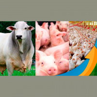 Governo gaúcho recorre ao BNDES com pleito de R$ 2 bilhões para socorrer as cadeias produtivas de proteína animal