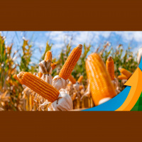 Colheita do milho safrinha em Tapurah (MT) avança para fase final, com média de produtividade de 110 sacas por hectare