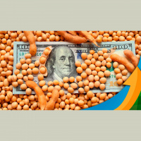 Soja abre a semana com boas altas na CBOT BR sem mercado pelo feriado