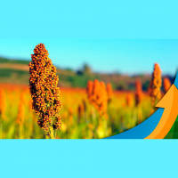 Produtores de Paracatu (MG) que perderam a janela de plantio do milho safrinha devem apostar no sorgo