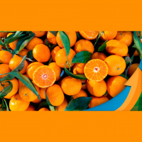 Laranja: Chuvas contribuíram para o crescimento e aumento do peso, mas também intensificaram a queda prematura de frutos