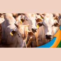 Animais represados + oferta de segundo giro fazem escalas de abate alongar em todas as regiões do país arroba do boi estabiliza