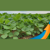 Semeadura da soja em Cascavel (PR) praticamente terminou, mas onda de calor preocupa produtores