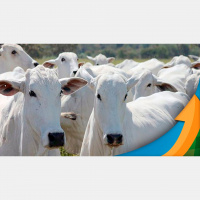 Mercado futuro do boi reflete a tranquilidade do físico com poucos negócios e sem grandes mudanças nos preços da arroba