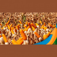 Em Aral Moreira (MS) atraso no plantio do milho safrinha deve diminuir áreas do cereal e expectativa é de menor produtividade