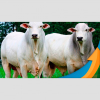 Junho pode ser o ponto de virada nas exportações brasileiras de carne bovina e 2023 tem tudo para encerrar com novos recordes nas vendas