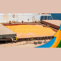 Competitividade internacional do milho brasileiro está segurando preços no Brasil, mas produtor precisa de atenção