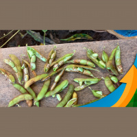 Excesso de chuva atrasa colheita e tira potencial produtivo da soja em Querência/MT