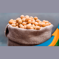 Clima na América do Sul deixa mercado da soja volátil em Chicago no curto prazo, mas macrotendência indica viés negativo para os preços