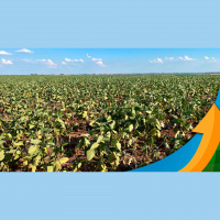 São Borja/RS já perdeu 80% da soja e Sindicato Rural vê irrigação como a solução no futuro