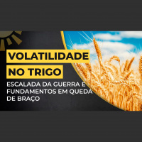 Volatilidade no Trigo: Escalada da guerra e fundamentos em queda de braço