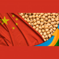 China: Apesar do consumo comprometido e setores inseguros, demanda por commodities agrícolas permanece forte e garantido, explica analista
