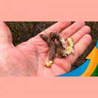 Chuva impede colheita da soja e já causa danos às lavouras em Dr.Camargo/PR