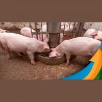 Déficit de milho para produção de suínos em SC em 2023 deve ser de 5,5 mi de toneladas, com perspectiva de custos de produção em alta