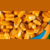 Milho no Paraguai tem 40% das áreas plantadas com atraso e produtores se preocupam com possibilidade de geadas