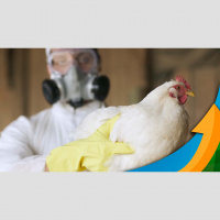 Especialista da Embrapa Suínos e Aves detalha protocolos de abate sanitário e descarte de aves mortas