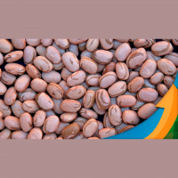 Nova cultivar de feijão da Embrapa mantém grão claro por mais de seis meses