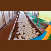 Feriado adiou reajuste no mercado de ovos, que viu preços melhorarem na segunda semana de novembro