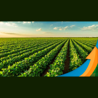 El Niño atrapalha plantio da soja de norte a sul no Brasil e não há mudanças no regime de chuvas no médio prazo, afirma meteorologista