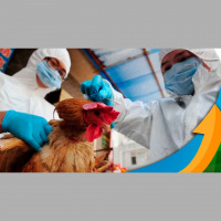 Liderança da avicultura do Espírito Santo fala sobre gripe aviária e destaca medidas de proteção para aves de subsistência