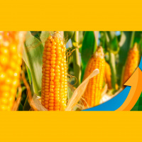 Nova Xavantina/MT começa colheita do milho esperando boa produtividade, mas sem espaço para armazenagem