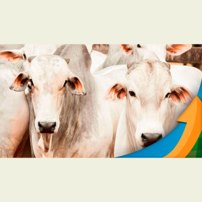 Notícias Agrícolas - Podcasts