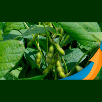 Notícias Agrícolas - Podcasts