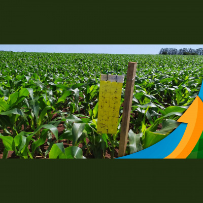 Notícias Agrícolas - Podcasts