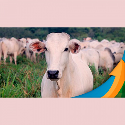 Notícias Agrícolas - Podcasts