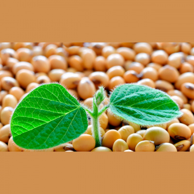 Notícias Agrícolas - Podcasts